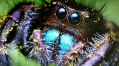 Arachnofia: што да правите со стравот од пајаци?